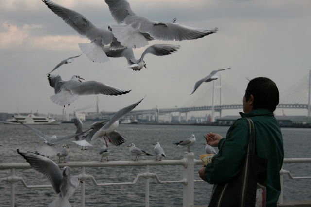 Yokohama birds